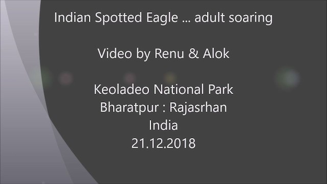Indian Spotted Eagle - ML197127231