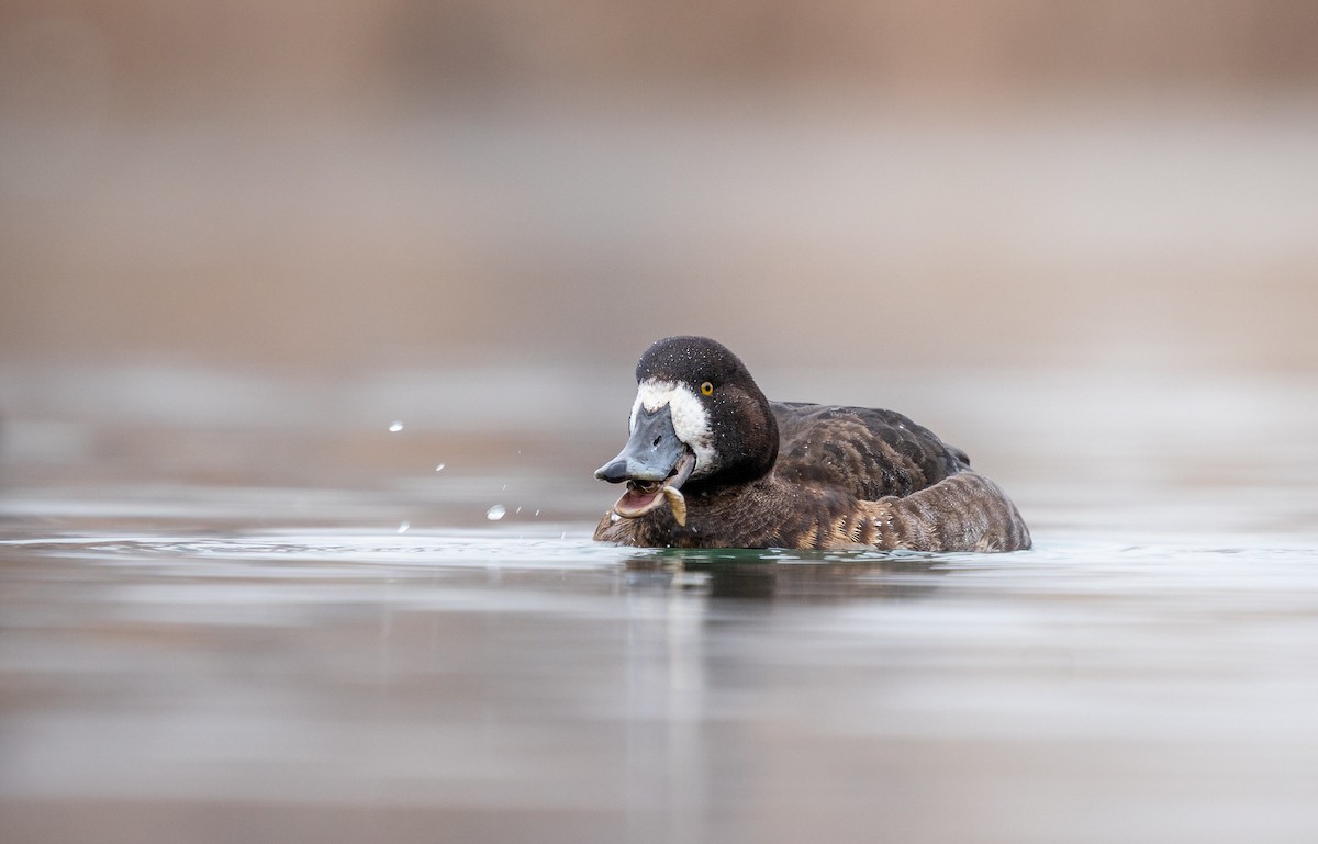 Greater/Lesser Scaup - Rob Mikulec