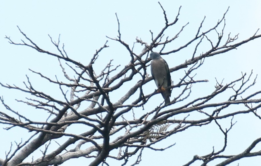 Chinese Sparrowhawk - ML197133061