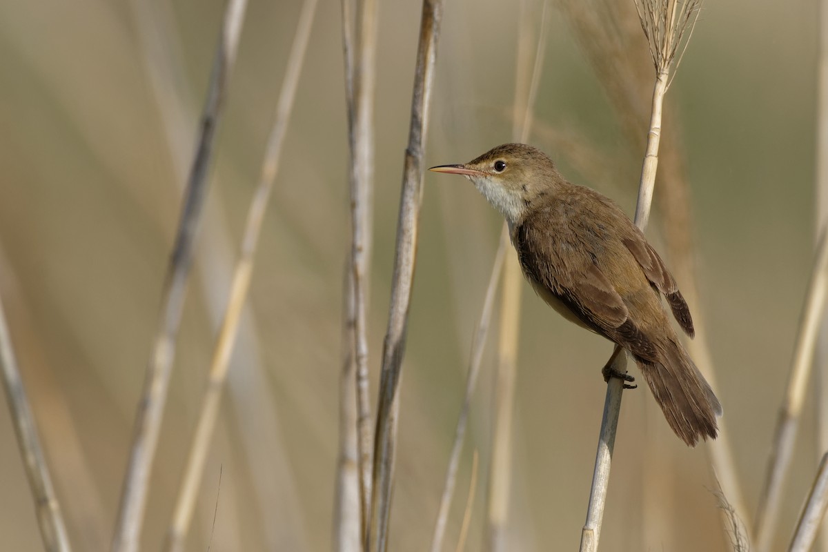 Common Reed Warbler - Vincent Wang