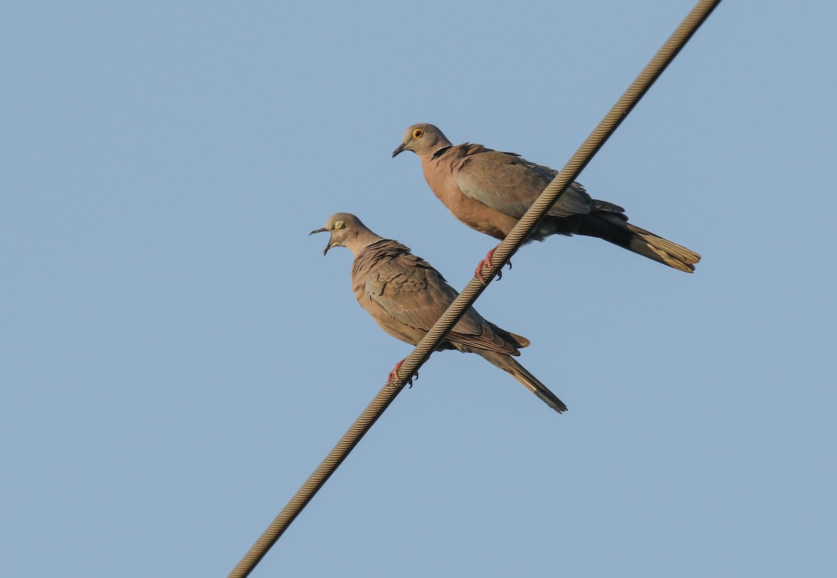 Burmese Collared-Dove - ML197135911
