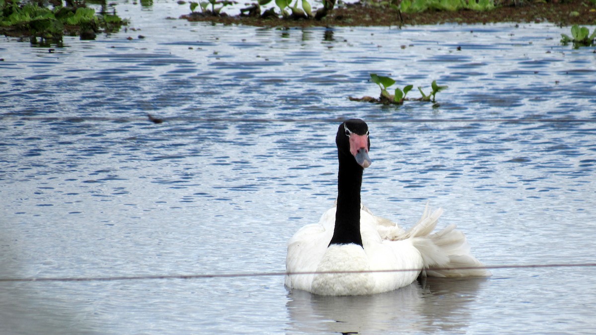 Black-necked Swan - ML197136051