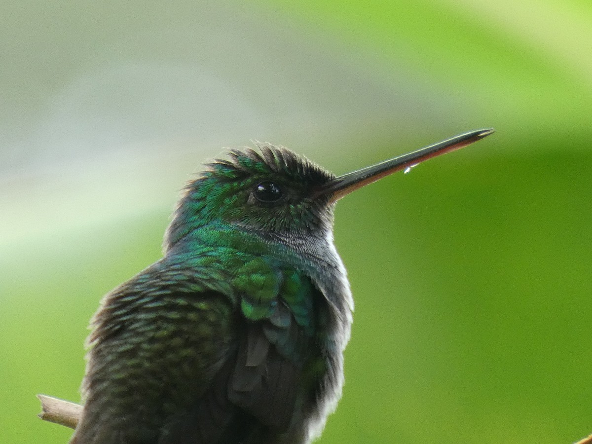Charming Hummingbird - River Ahlquist