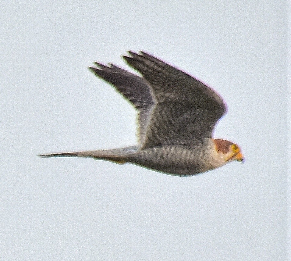 Red-necked Falcon - ML197145291
