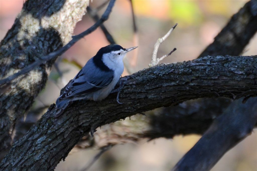 White-breasted Nuthatch - Dick Snell