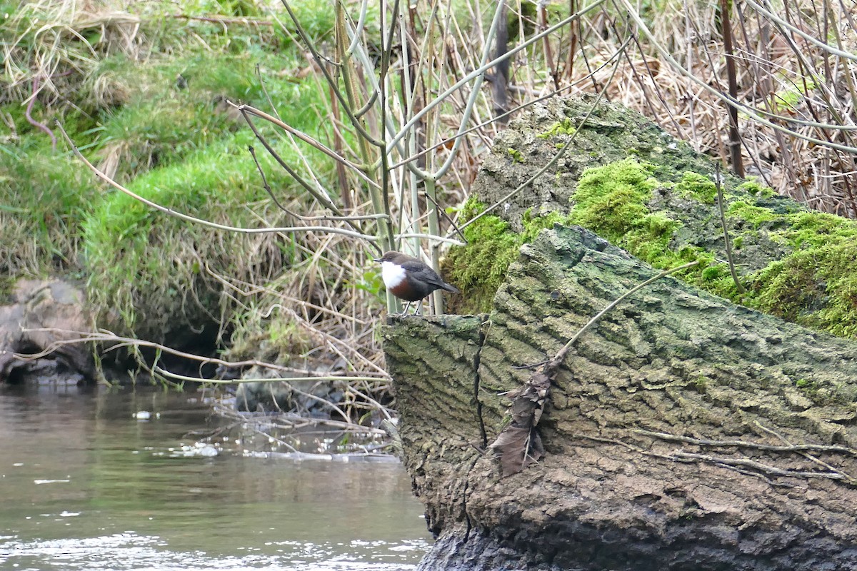 White-throated Dipper - Ray Scally