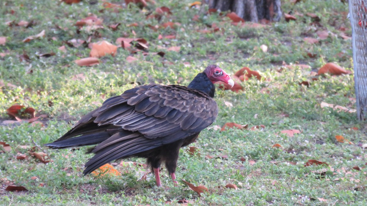 Turkey Vulture - ML197149751