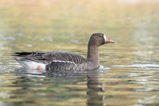 Greater White-fronted Goose, ML197152121