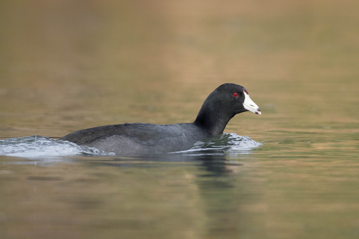 American Coot - Tanner Martin