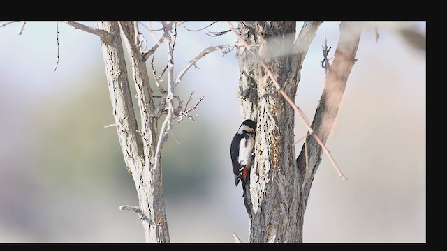 Syrian Woodpecker - ML197152451