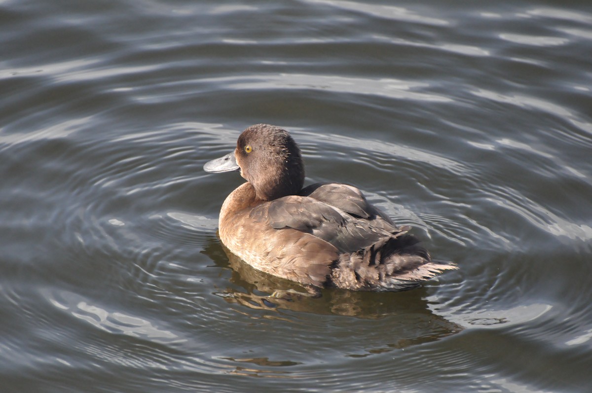 Tufted Duck - ML197152971