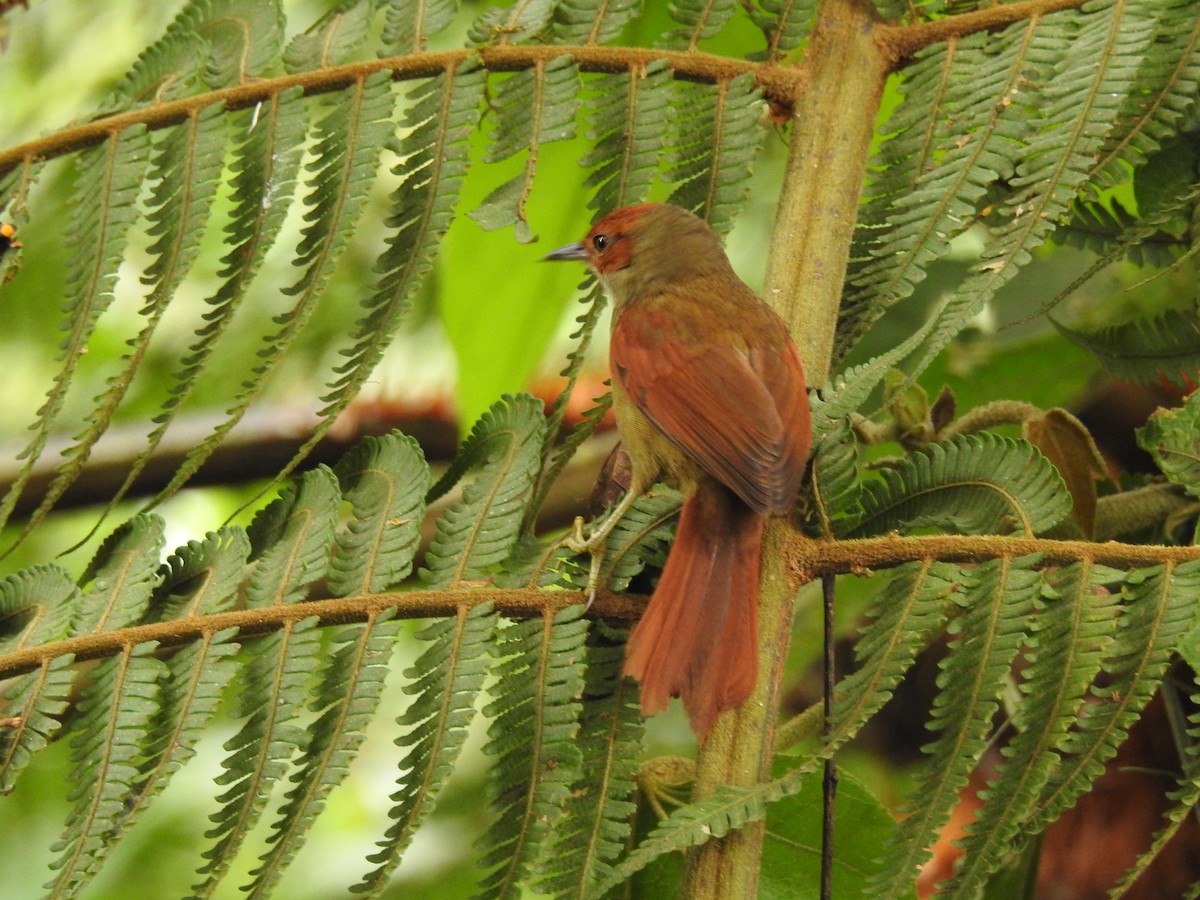 Red-faced Spinetail - ML197153111