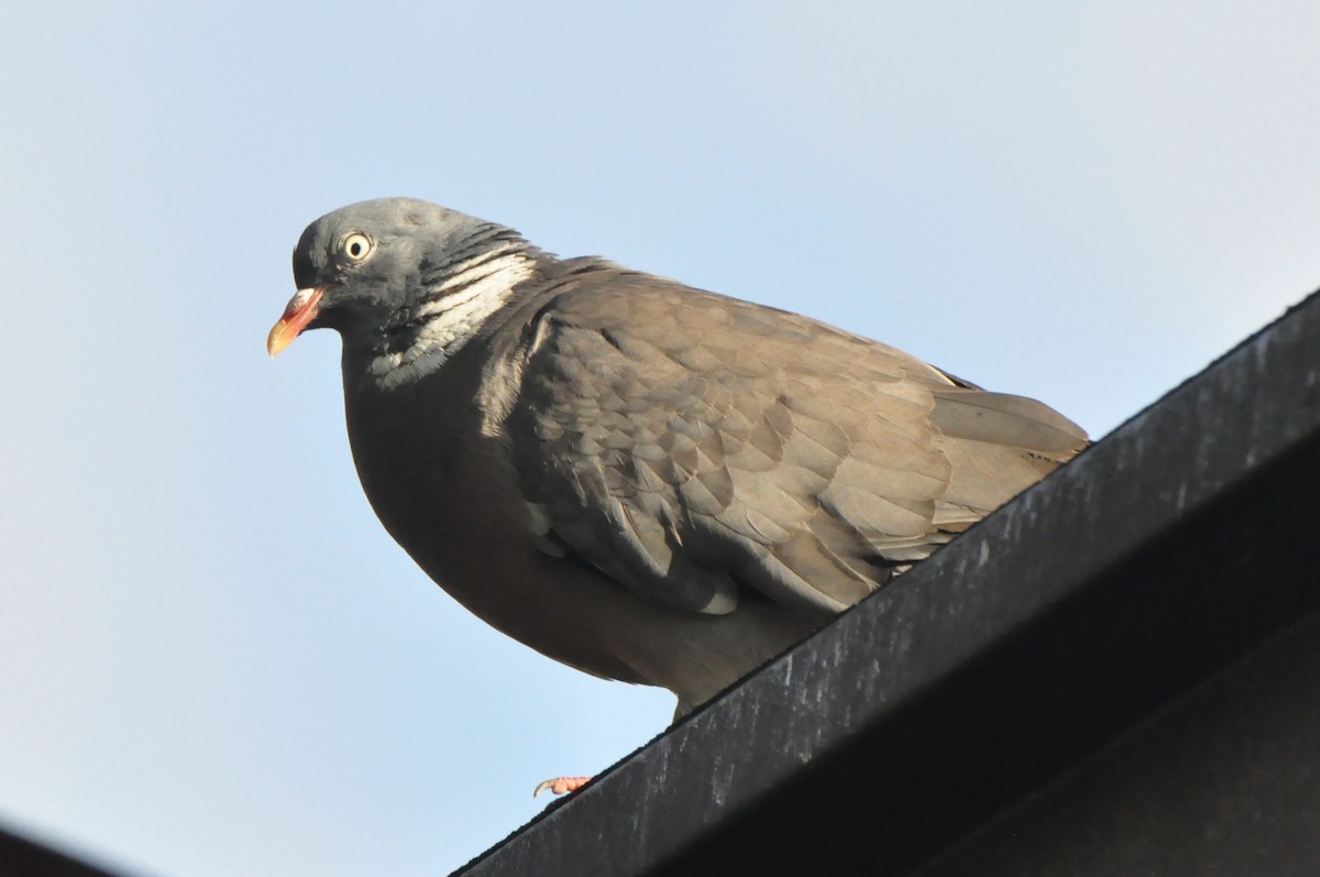 Common Wood-Pigeon - ML197153581