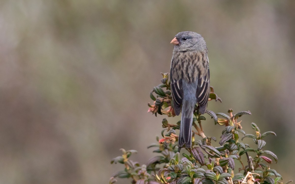 Plain-colored Seedeater - ML197153981