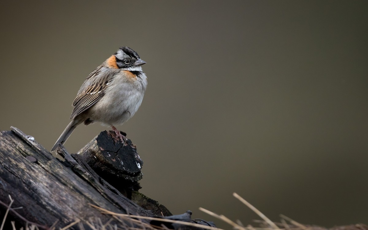 Rufous-collared Sparrow - ML197154161