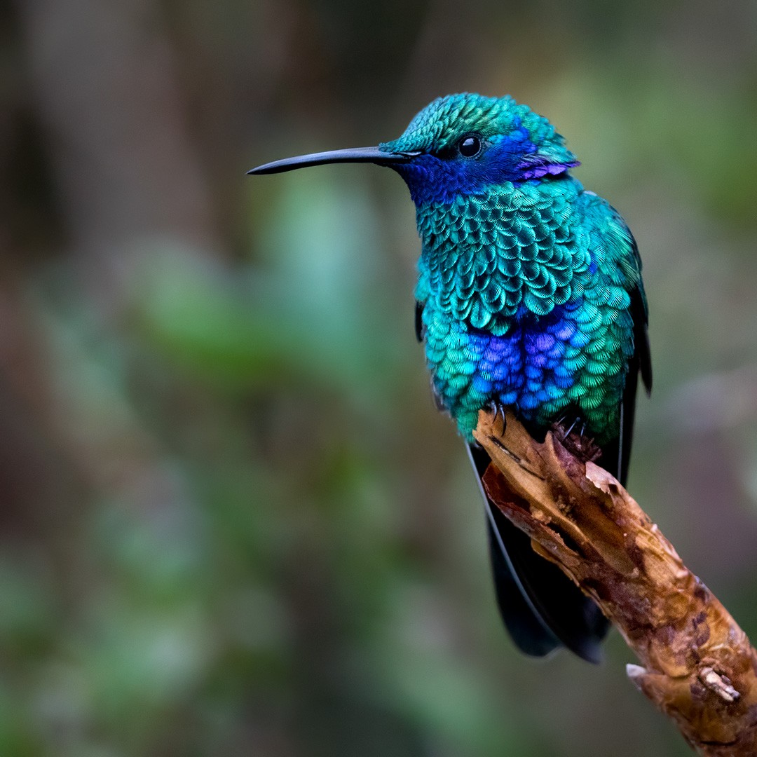 kolibřík modrolící - ML197154381