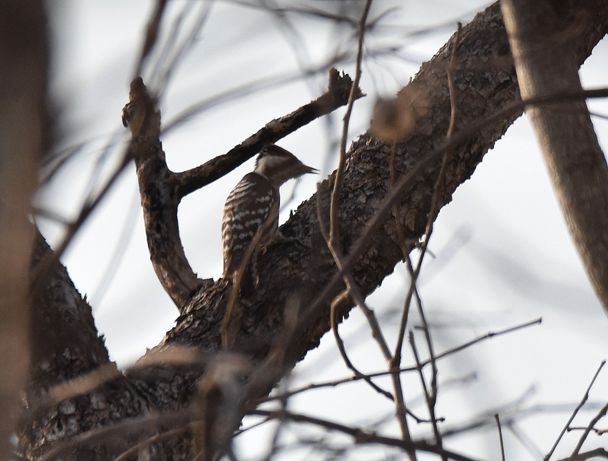 Gray-capped Pygmy Woodpecker - ML197161921
