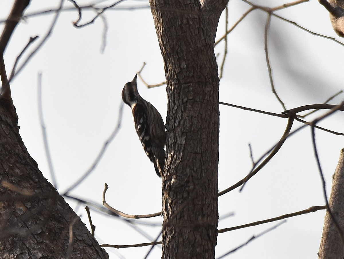 Gray-capped Pygmy Woodpecker - ML197161941