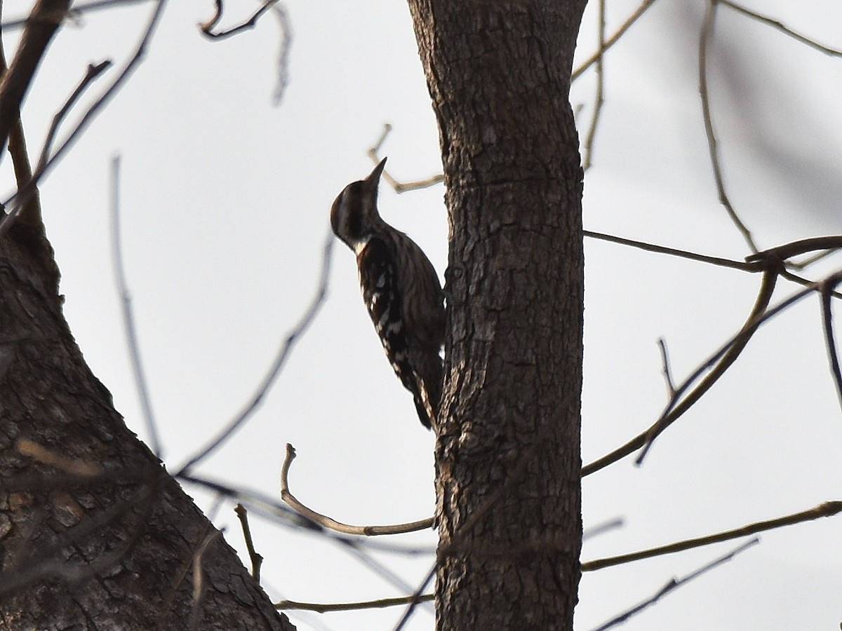 Gray-capped Pygmy Woodpecker - Lukasz Pulawski