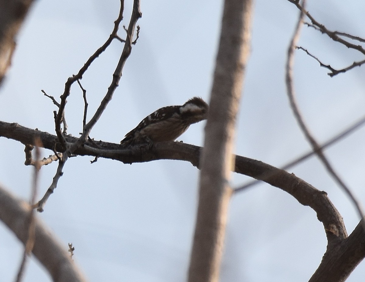 Gray-capped Pygmy Woodpecker - ML197161981