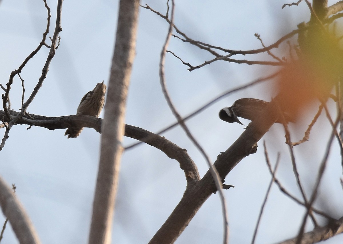 Gray-capped Pygmy Woodpecker - ML197162011