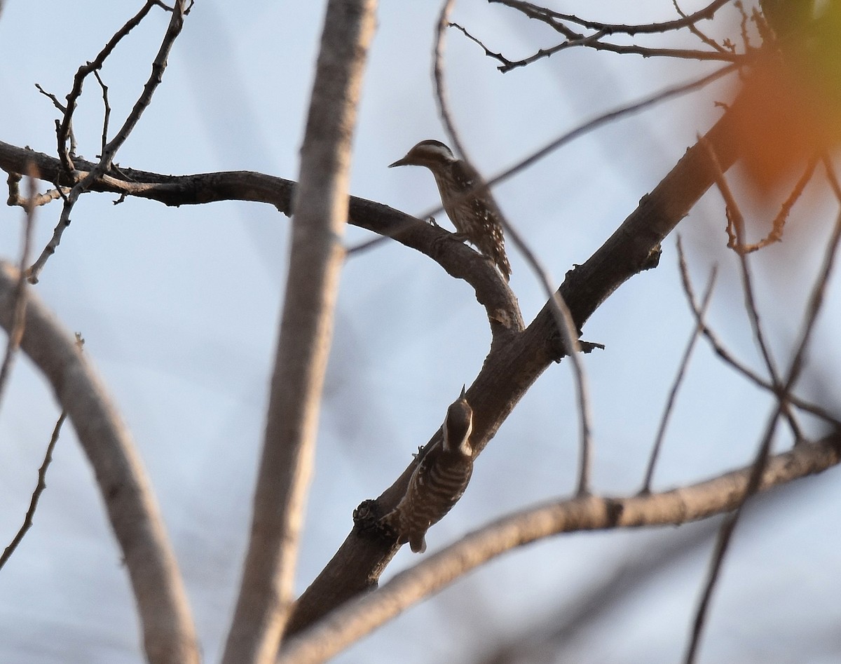 Gray-capped Pygmy Woodpecker - Lukasz Pulawski