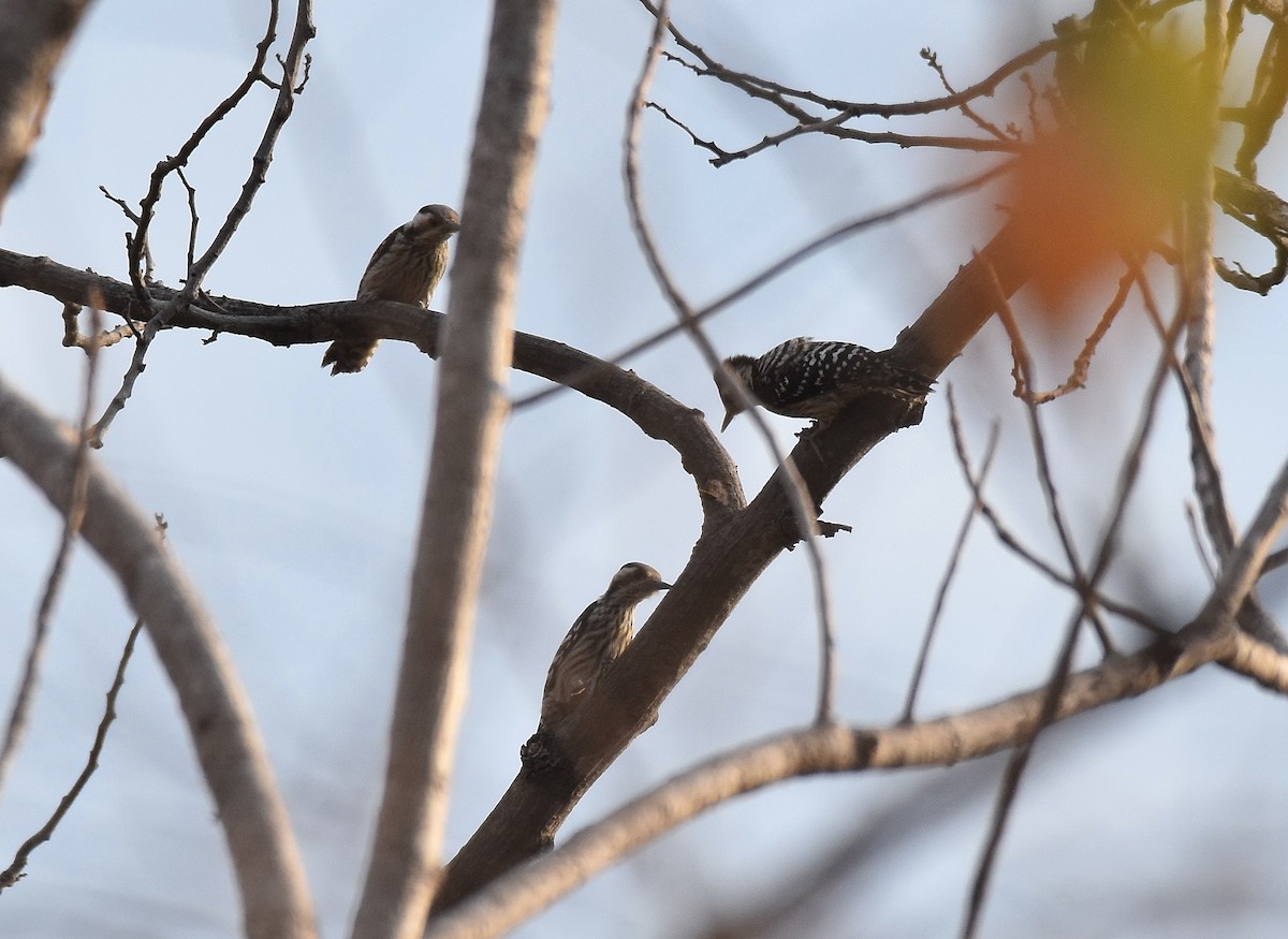 Gray-capped Pygmy Woodpecker - ML197162111