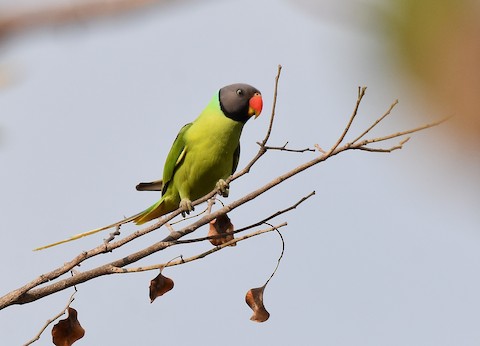 Grey store headed parakeet