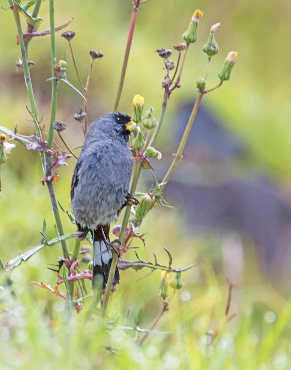 Band-tailed Seedeater - james poling