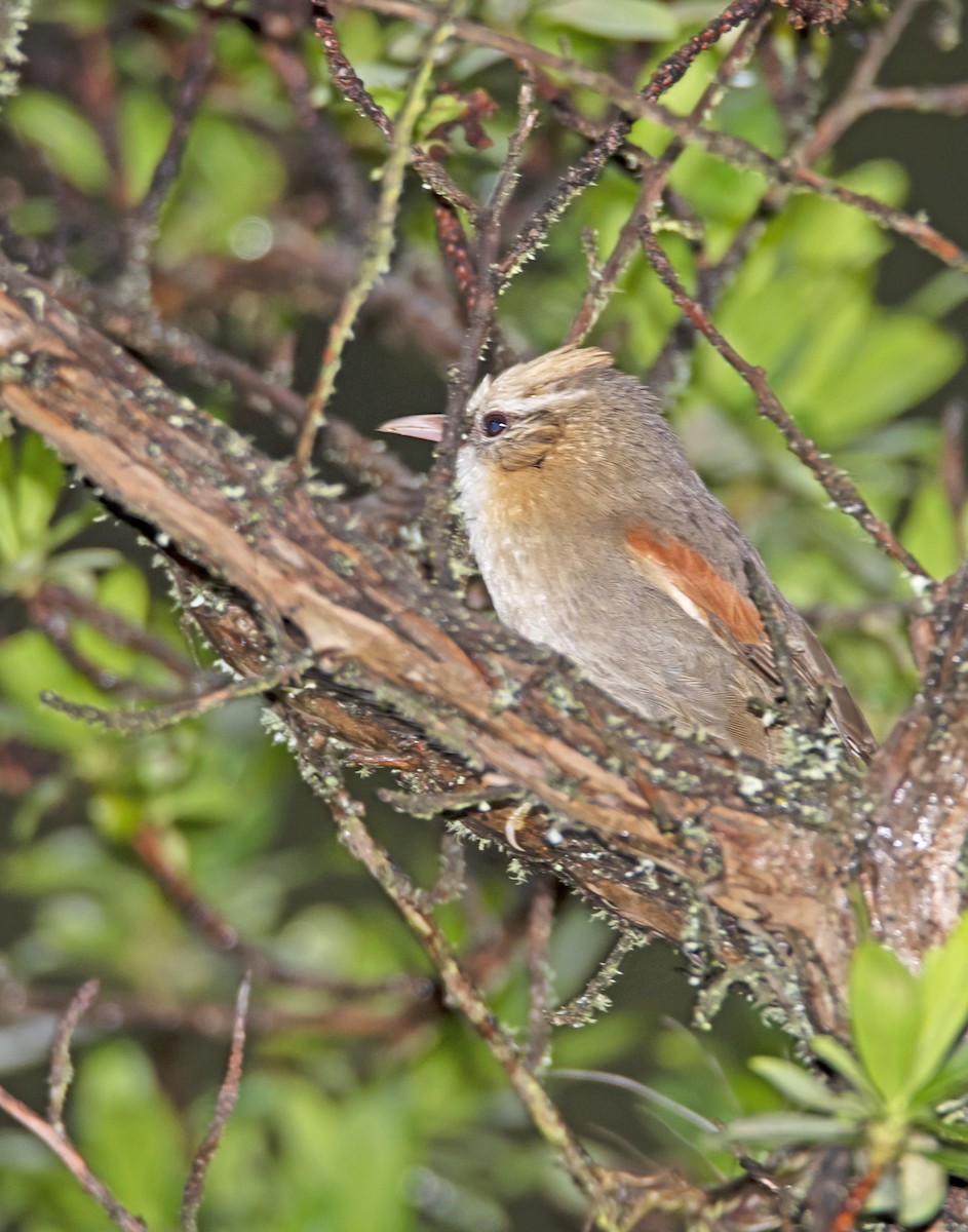 Creamy-crested Spinetail - james poling