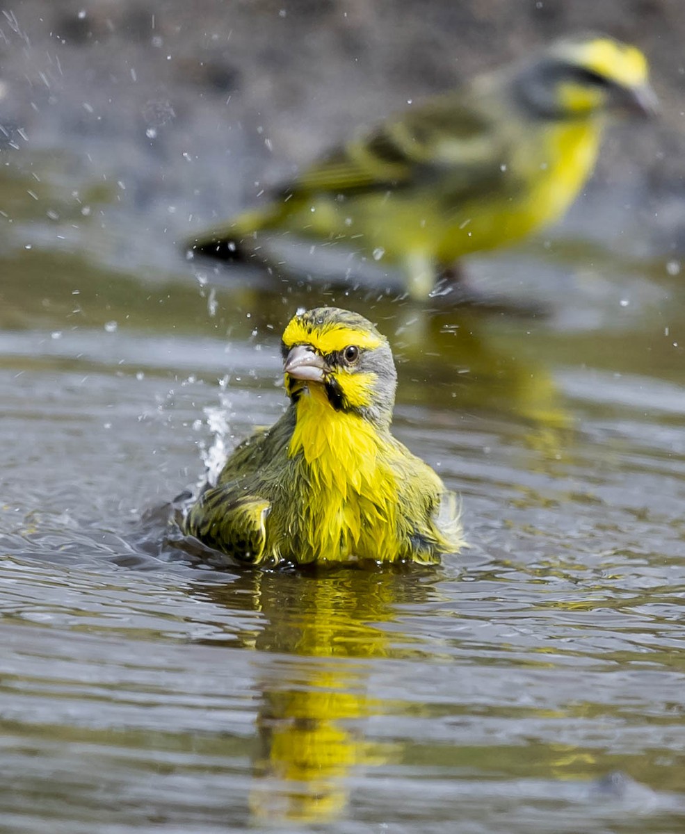 Yellow-fronted Canary - ML197179891