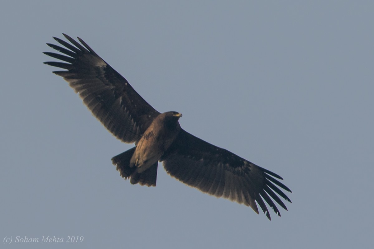 Greater Spotted Eagle - ML197180931