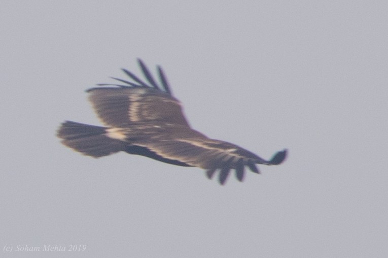 Greater Spotted Eagle - ML197181181