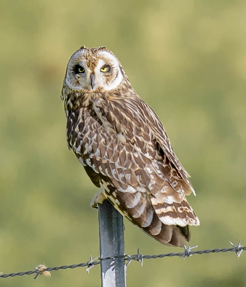 Short-eared Owl - William Richards