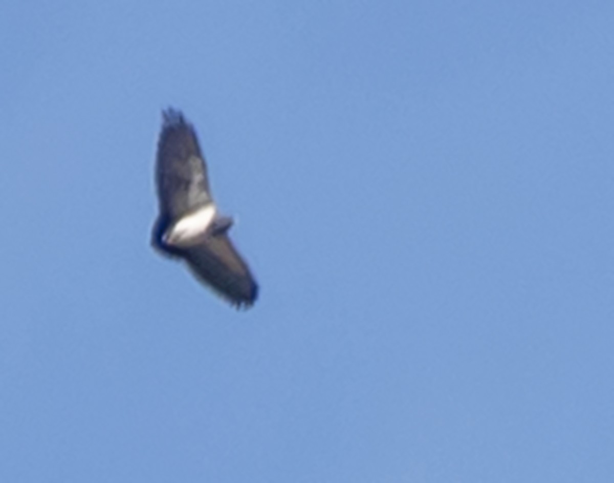 Black-chested Buzzard-Eagle - ML197182881