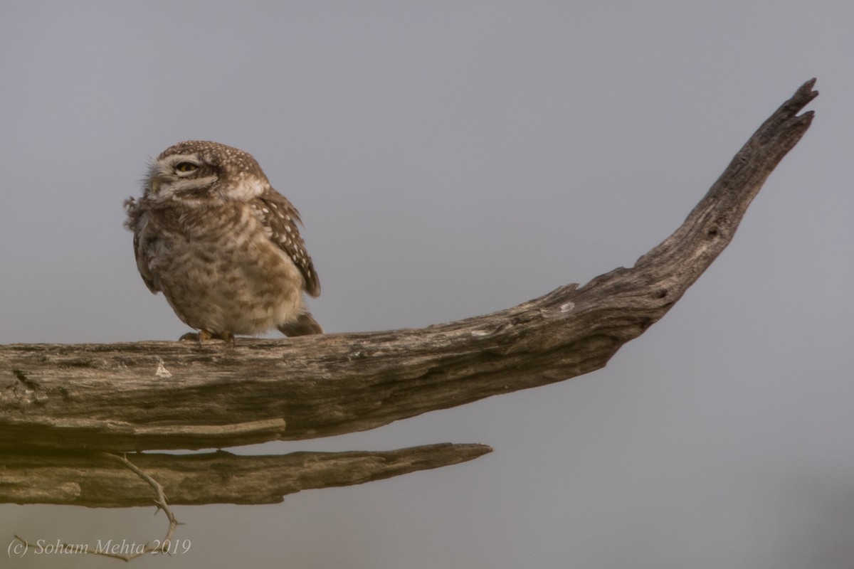 Spotted Owlet - ML197182961