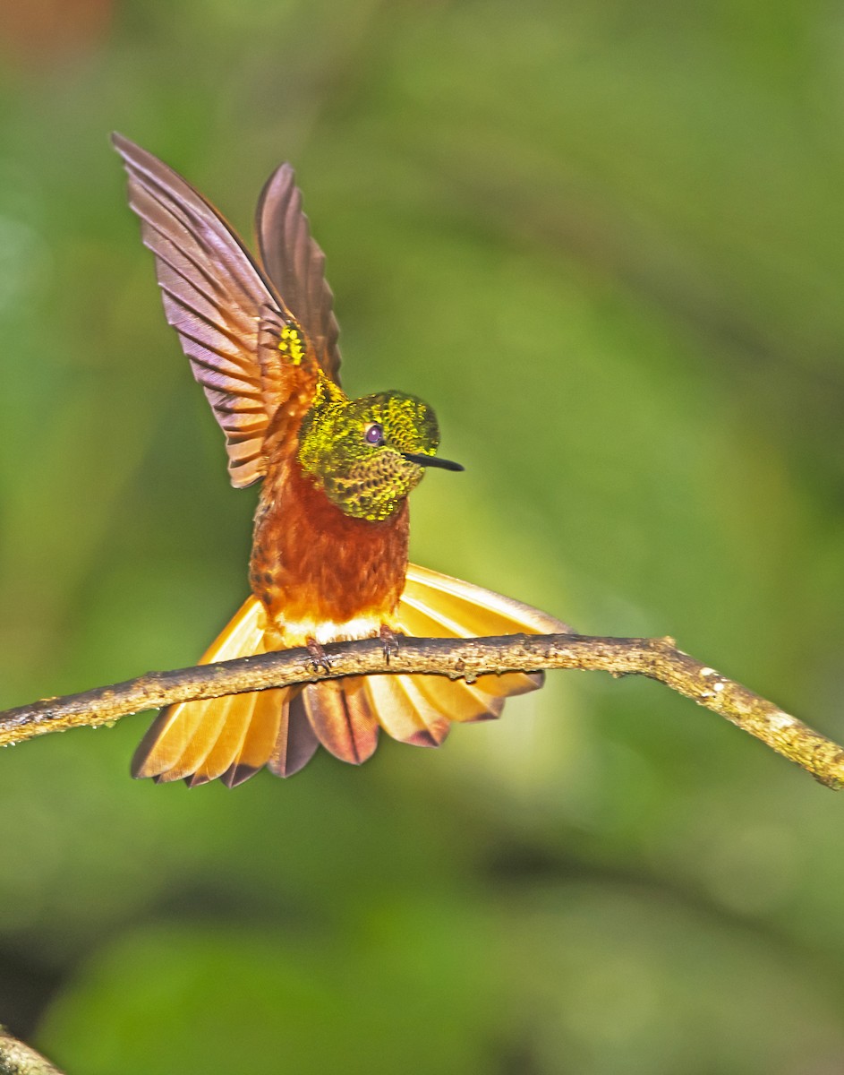 kolibřík peruánský - ML197183451