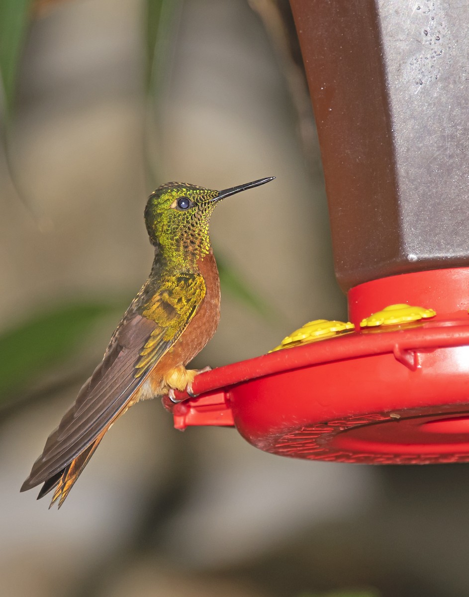 kolibřík peruánský - ML197183461