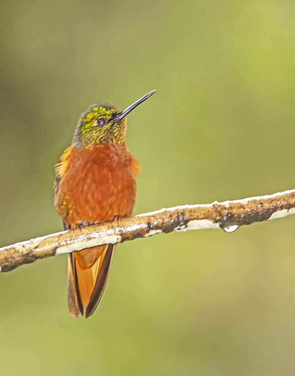 Chestnut-breasted Coronet - james poling