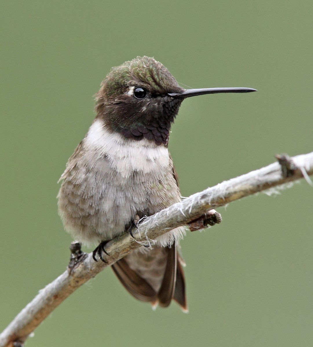 Black-chinned Hummingbird - Laure Wilson Neish
