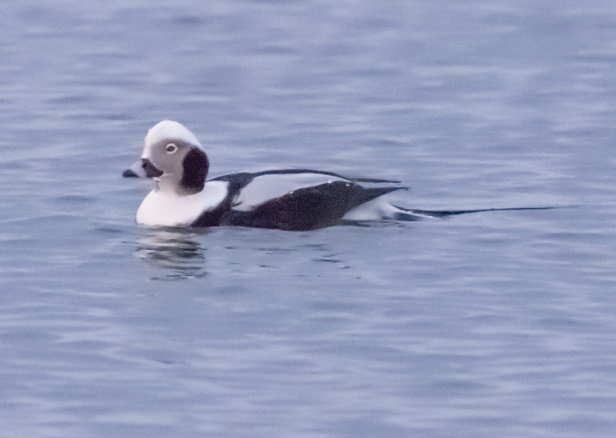 Long-tailed Duck - ML197195101