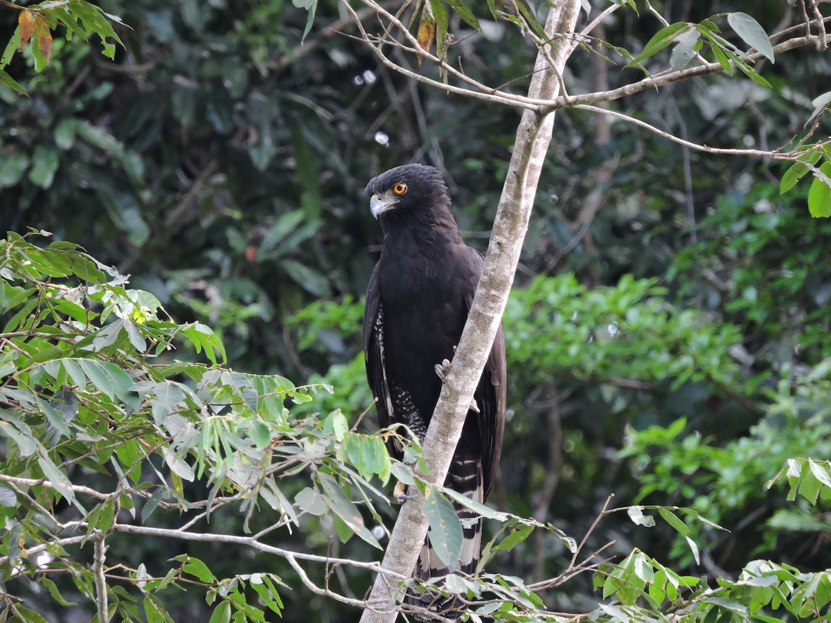 Black Hawk-Eagle - Rupununi Wildlife Research Unit