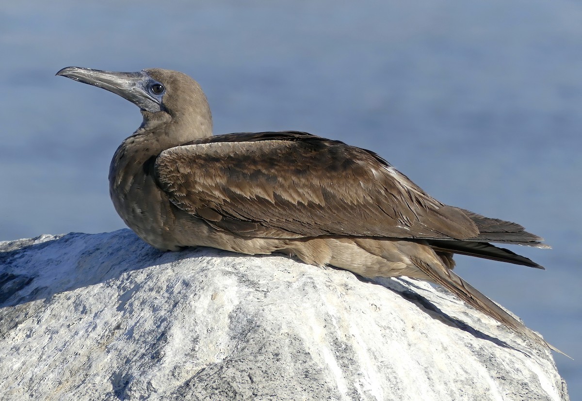 Red-footed Booby - Brett Badeaux