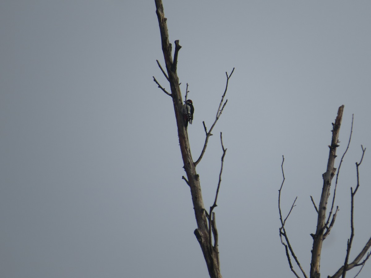 Great Spotted Woodpecker - ML197201161
