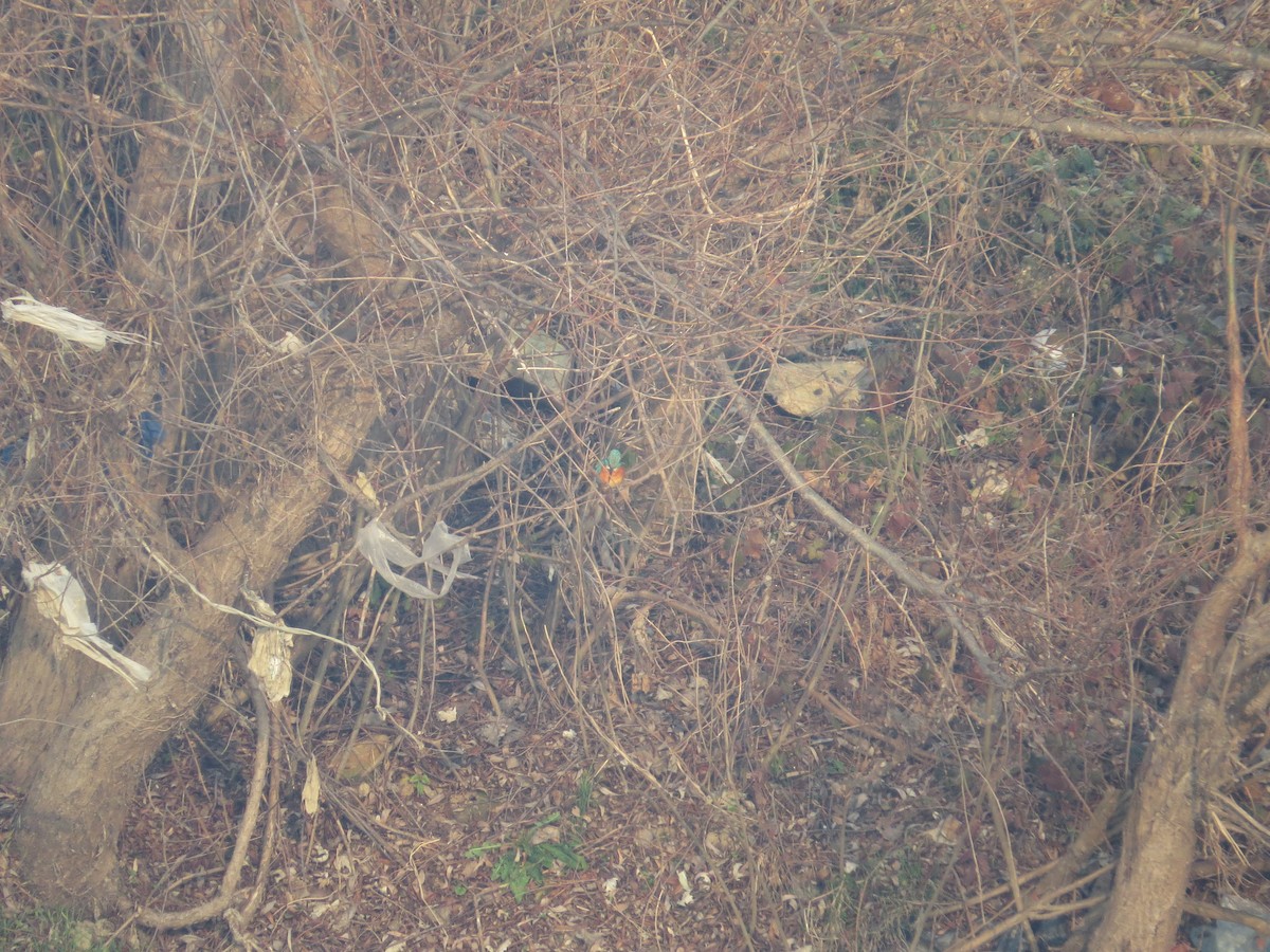 Common Kingfisher - ML197201171