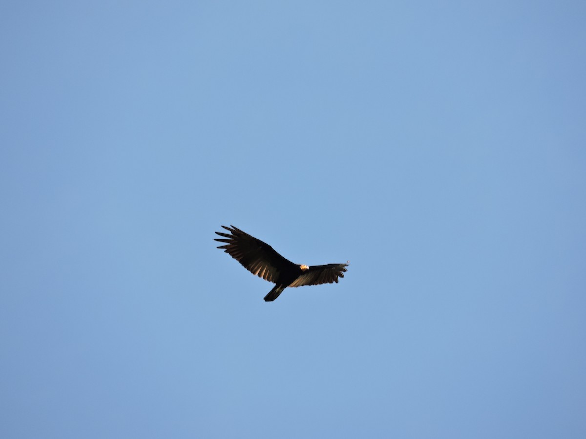 Greater Yellow-headed Vulture - ML197203261