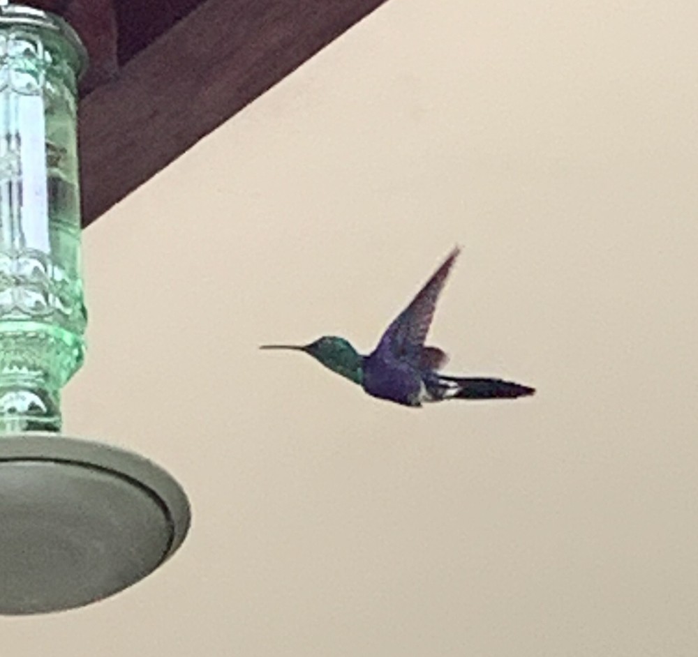 Violet-bellied Hummingbird - ML197203861