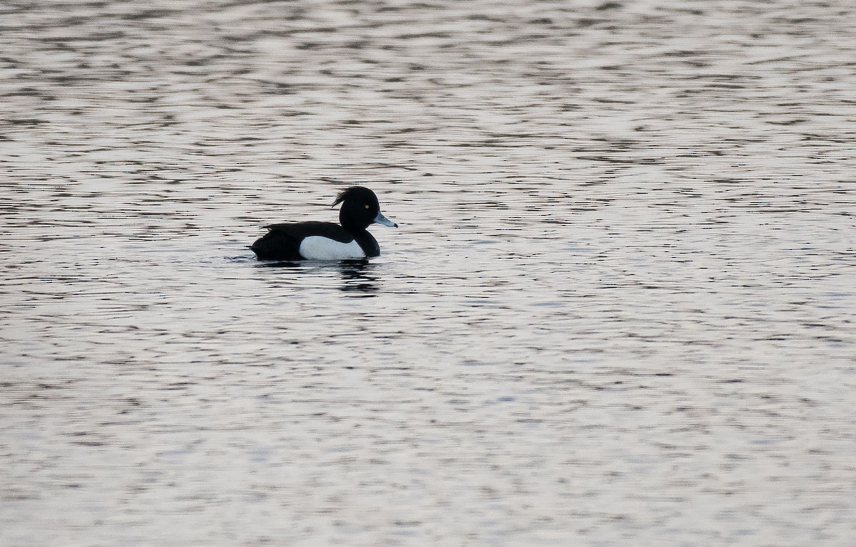 Tufted Duck - ML197204751