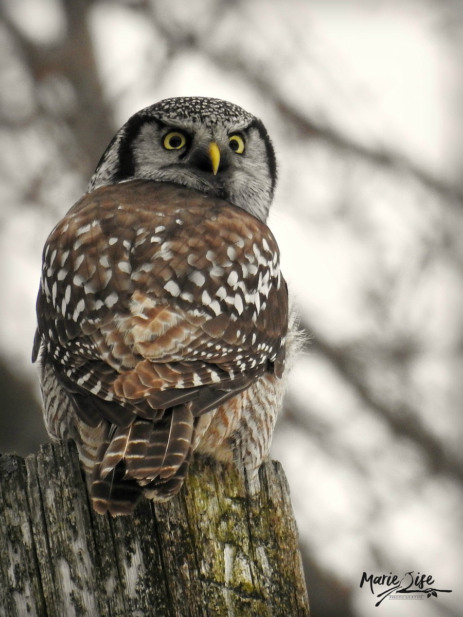 Northern Hawk Owl - ML197209711