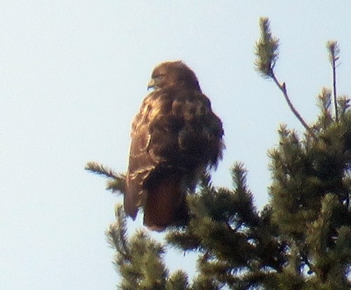 Red-tailed Hawk - ML197210151